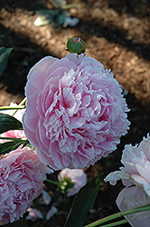 Shirley Temple Peony (Paeonia 'Shirley Temple') at Wolf's Blooms & Berries