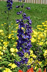 Pacific Giant Black Knight Larkspur (Delphinium 'Black Knight') at Wolf's Blooms & Berries