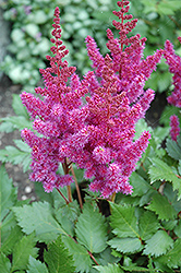 Visions Astilbe (Astilbe chinensis 'Visions') at Wolf's Blooms & Berries