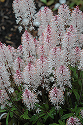 Spring Symphony Foamflower (Tiarella 'Spring Symphony') at Wolf's Blooms & Berries