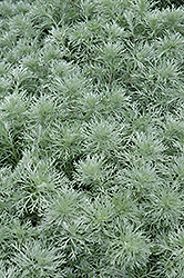 Silver Mound Artemisia (Artemisia schmidtiana 'Silver Mound') at Wolf's Blooms & Berries
