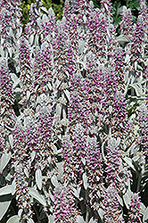 Lamb's Ears (Stachys byzantina) at Wolf's Blooms & Berries