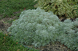 Silver Mound Artemisia (Artemisia schmidtiana 'Silver Mound') at Wolf's Blooms & Berries