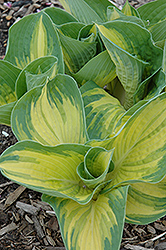 Great Expectations Hosta (Hosta 'Great Expectations') at Wolf's Blooms & Berries