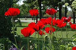 Beauty of Livermere Poppy (Papaver orientale 'Beauty of Livermere') at Wolf's Blooms & Berries
