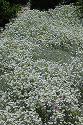 Snow-In-Summer (Cerastium tomentosum) at Wolf's Blooms & Berries