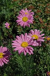 Robinson's Pink Painted Daisy (Tanacetum coccineum 'Robinson's Pink') at Wolf's Blooms & Berries