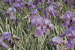 Variegated Sweet Iris (Iris pallida 'Variegata') at Wolf's Blooms & Berries