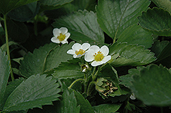Everbearing Strawberry (Fragaria 'Everbearing') at Wolf's Blooms & Berries