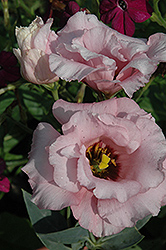 Cinderella Pink Lisianthus (Eustoma grandiflorum 'Cinderella Pink') at Wolf's Blooms & Berries