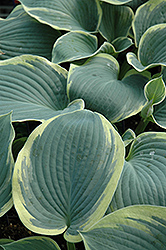 American Halo Hosta (Hosta 'American Halo') at Wolf's Blooms & Berries