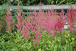 Visions in Pink Chinese Astilbe (Astilbe chinensis 'Visions in Pink') at Wolf's Blooms & Berries