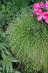 Fiber Optic Grass (Isolepis cernua) at Wolf's Blooms & Berries