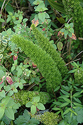 Asparagus Fern (Asparagus densiflorus) at Wolf's Blooms & Berries
