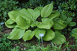 Sum and Substance Hosta (Hosta 'Sum and Substance') at Wolf's Blooms & Berries