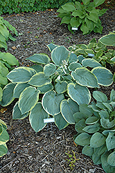 American Halo Hosta (Hosta 'American Halo') at Wolf's Blooms & Berries