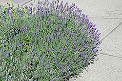 Munstead Lavender (Lavandula angustifolia 'Munstead') at Wolf's Blooms & Berries