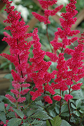 Fanal Astilbe (Astilbe x arendsii 'Fanal') at Wolf's Blooms & Berries