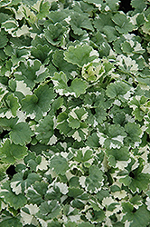 Variegated Ground Ivy (Glechoma hederacea 'Variegata') at Wolf's Blooms & Berries