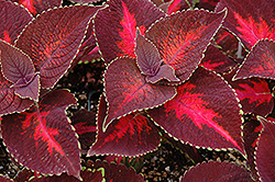 ColorBlaze Kingswood Torch Coleus (Solenostemon scutellarioides 'Kingswood Torch') at Wolf's Blooms & Berries