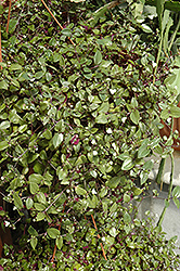 Bridal Veil Spiderwort (Tradescantia 'Bridal Veil') at Wolf's Blooms & Berries