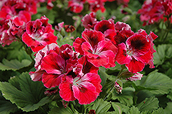 Elegance Red Velvet Geranium (Pelargonium 'Elegance Red Velvet') at Wolf's Blooms & Berries