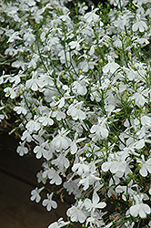 Techno White Lobelia (Lobelia erinus 'Techno White') at Wolf's Blooms & Berries