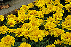 Janie Bright Yellow Marigold (Tagetes patula 'Janie Bright Yellow') at Wolf's Blooms & Berries