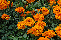 Janie Deep Orange Marigold (Tagetes patula 'Janie Deep Orange') at Wolf's Blooms & Berries