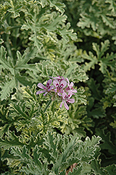Lady Plymouth Geranium (Pelargonium 'Lady Plymouth') at Wolf's Blooms & Berries