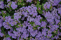 Aloha Blue Flossflower (Ageratum 'Aloha Blue') at Wolf's Blooms & Berries