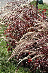 Fireworks Fountain Grass (Pennisetum setaceum 'Fireworks') at Wolf's Blooms & Berries