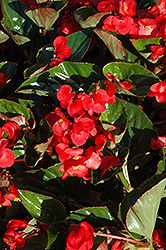 Whopper Red Green Leaf Begonia (Begonia 'Whopper Red Green Leaf') at Wolf's Blooms & Berries