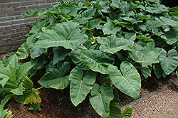 Elephant's Ear (Caladium colocasia) at Wolf's Blooms & Berries