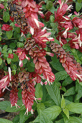 Shrimp Plant (Justicia brandegeeana) at Wolf's Blooms & Berries