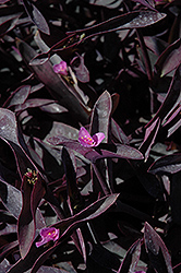 Purple Queen (Setcreasea pallida 'Purple Queen') at Wolf's Blooms & Berries