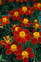 Disco Red Marigold (Tagetes patula 'Disco Red') at Wolf's Blooms & Berries