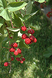 Heritage Raspberry (Rubus 'Heritage') at Wolf's Blooms & Berries