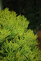 Anna's Magic Ball Arborvitae (Thuja occidentalis 'Anna Van Vloten') at Wolf's Blooms & Berries