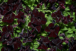 Black Ray Petunia (Petunia 'Black Ray') at Wolf's Blooms & Berries