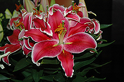 After Eight Lily (Lilium 'After Eight') at Wolf's Blooms & Berries