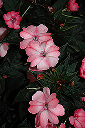 SunPatiens Compact Blush Pink New Guinea Impatiens (Impatiens 'SakimP013') at Wolf's Blooms & Berries