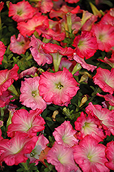 Easy Wave Rosy Dawn Petunia (Petunia 'Easy Wave Rosy Dawn') at Wolf's Blooms & Berries