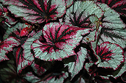 Shadow King Cherry Mint Begonia (Begonia 'Shadow King Cherry Mint') at Wolf's Blooms & Berries