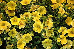 Callie Yellow Calibrachoa (Calibrachoa 'Callie Yellow') at Wolf's Blooms & Berries