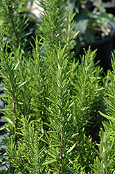 Barbeque Rosemary (Rosmarinus officinalis 'Barbeque') at Wolf's Blooms & Berries