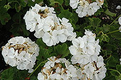 Pinto Premium White Geranium (Pelargonium 'Pinto Premium White') at Wolf's Blooms & Berries