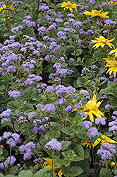 Blue Horizon Flossflower (Ageratum 'Blue Horizon') at Wolf's Blooms & Berries