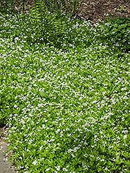 Sweet Woodruff (Galium odoratum) at Wolf's Blooms & Berries