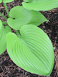 Sum and Substance Hosta (Hosta 'Sum and Substance') at Wolf's Blooms & Berries